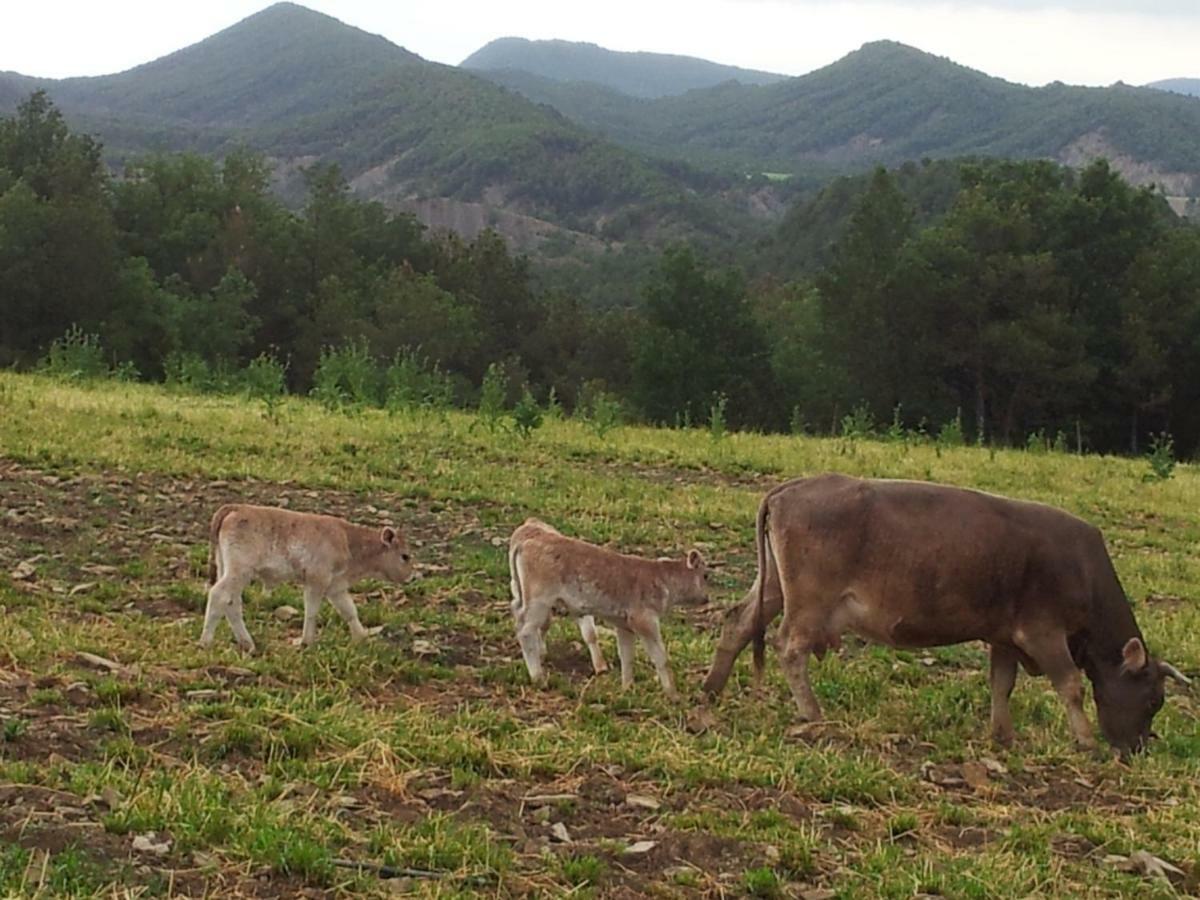 Casa Encuentra, En El Pirineo Al Lado De Ainsa Pension El Pueyo de Araguás Buitenkant foto